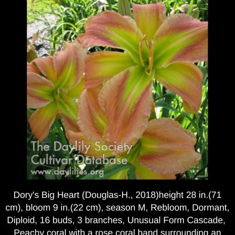 Dory's Big Heart $30 DF