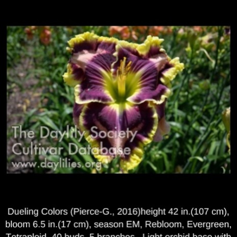Dueling Colors $30 DF