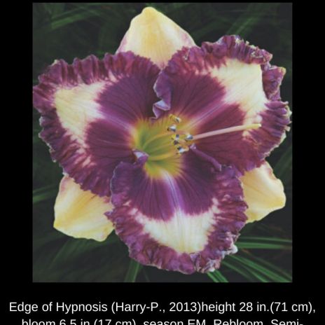 Edge of Hypnosis $20 DF