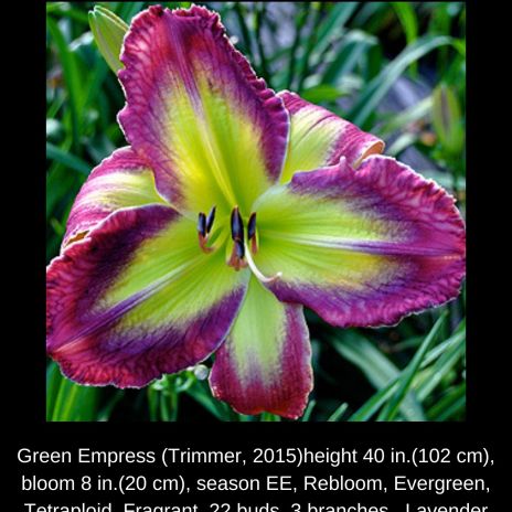 Green Empress $45 DF