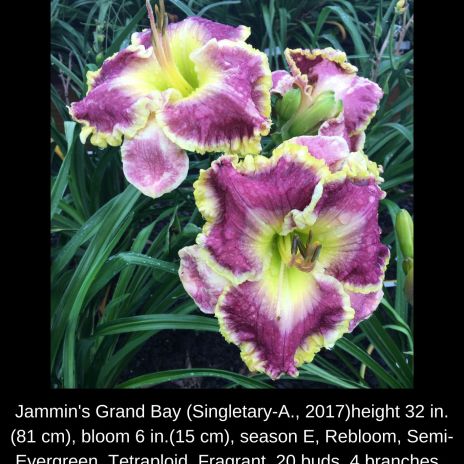 Jammin's Grand Bay $50 DF